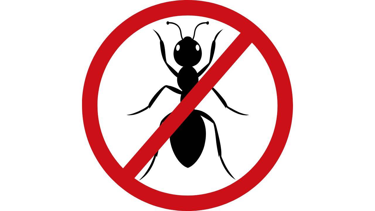 How to keep ants away