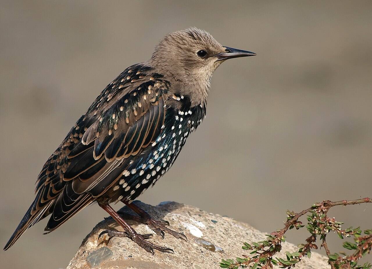 Wikimedia Commons Sturnus_vulgaris_-California-8