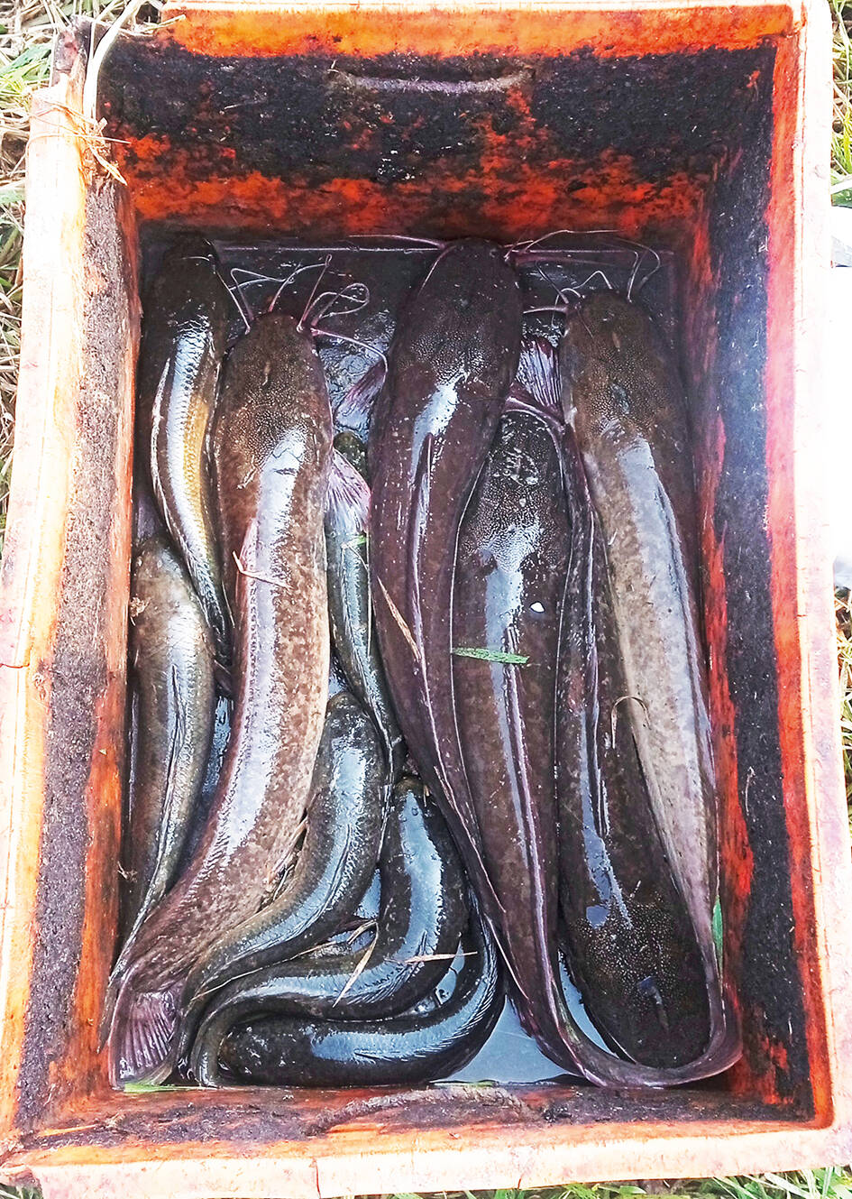 Native species fish