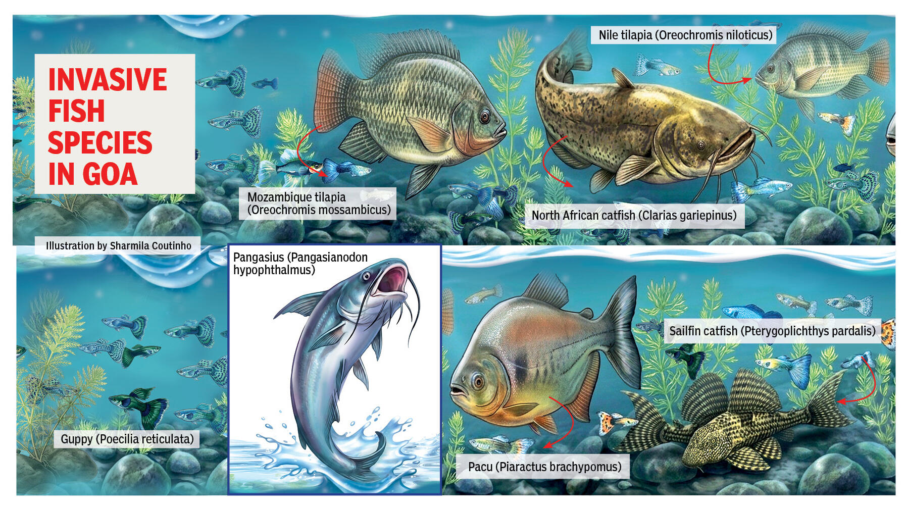 Invasive fish species in Goa