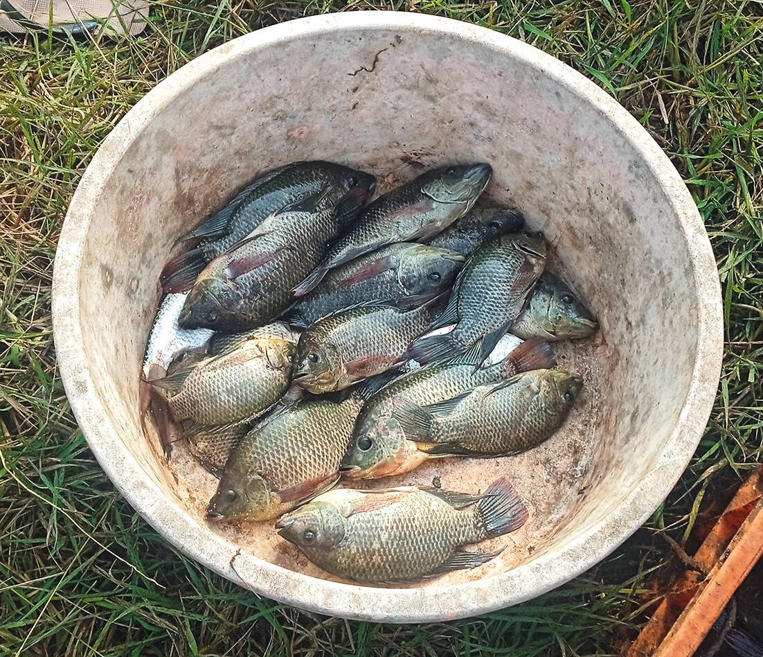 Mozambique tilapia