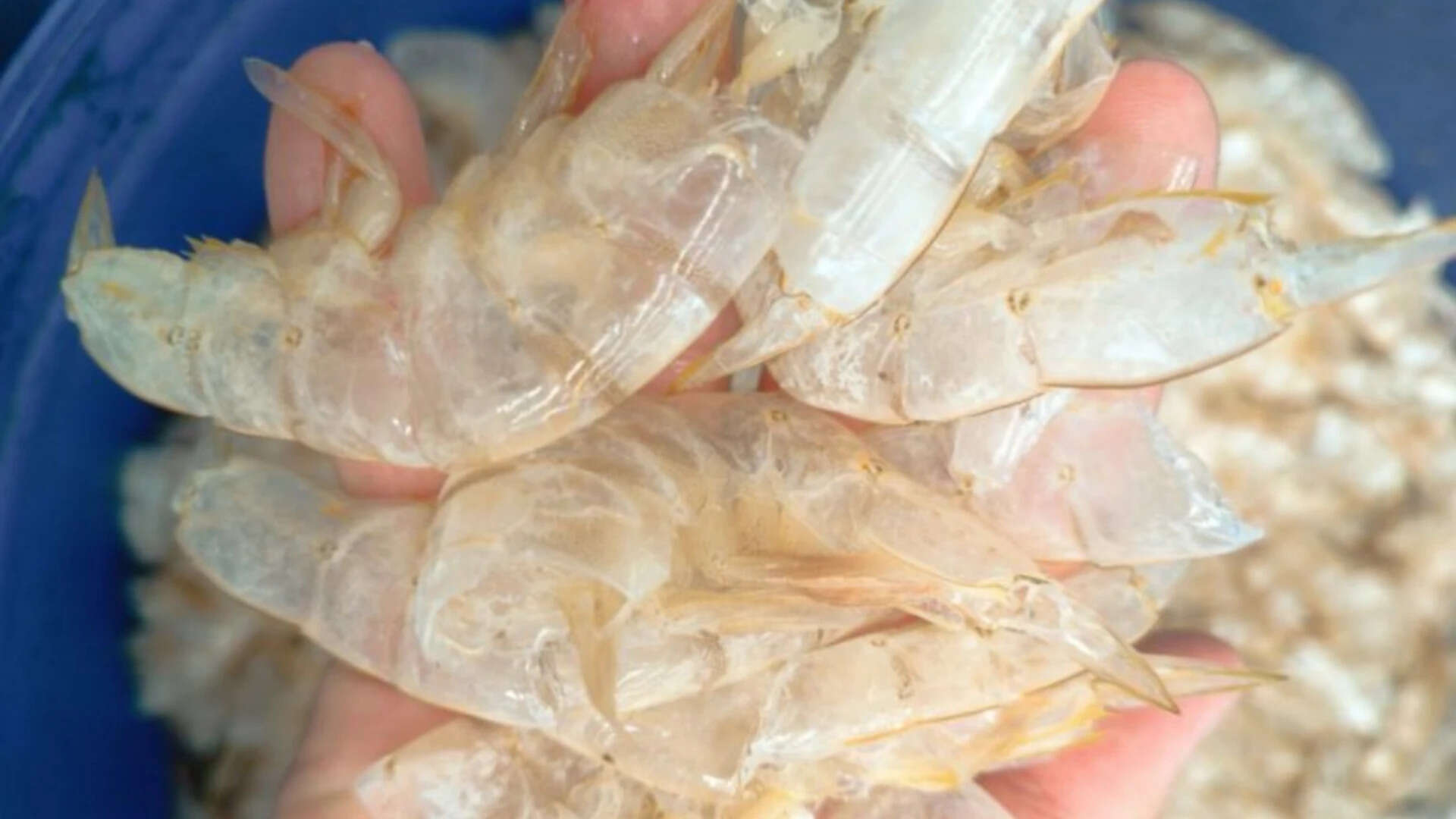 Scientists in Singapore have found a way to transform shrimp shell waste into 'carbon-negative' hydrogen fuel, turning biomass waste into valuable climate solutions