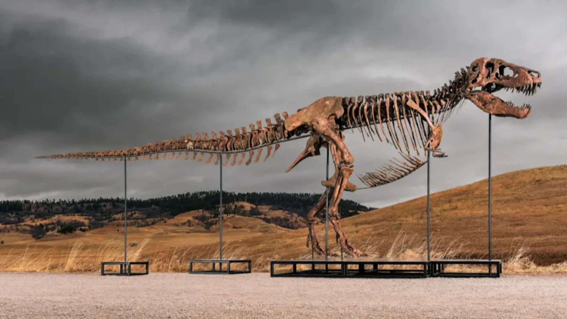 One of the world’s largest T. rex skeletons is heading to auction with a price tag of up to $30 million
