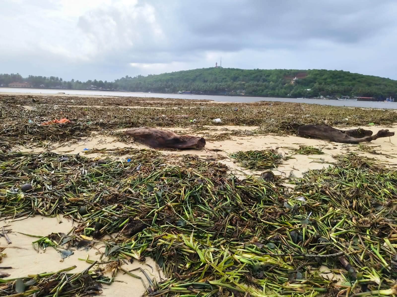 c7d01fea-990d-4803-8da3-70ef425f9ca0_Thick_blanket_of_water_hyacinth_washed_ashore_on_Mobor_beach.jpg