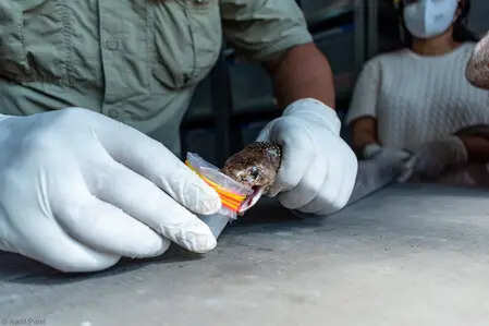 Snakebite deaths much rarer than estimated: ICMR study