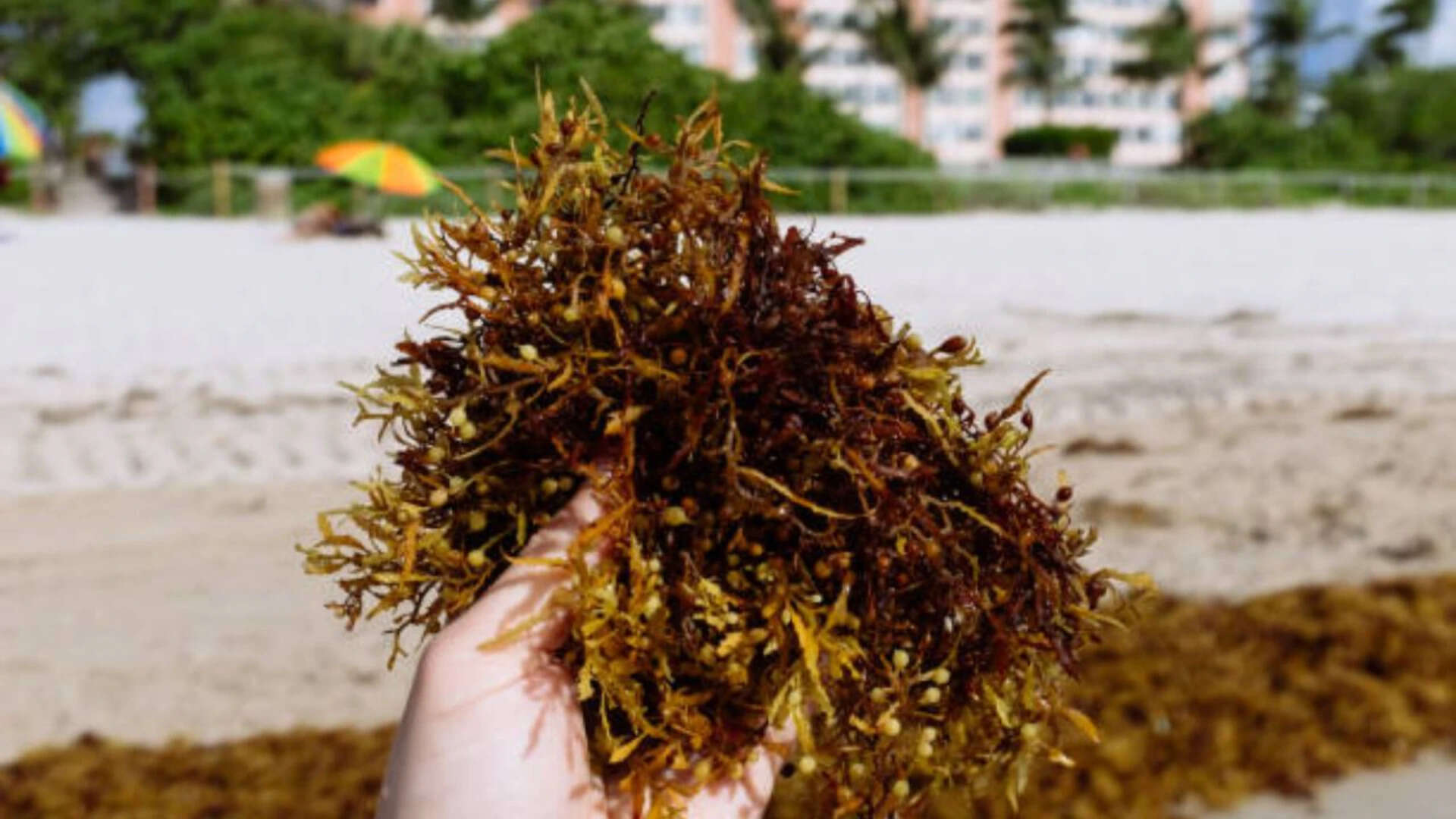 What is Sargassum?