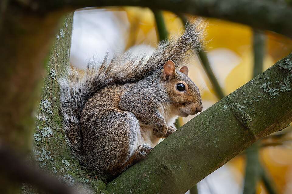 Grey_Squirrel_Sciurus_Carolinensis_
