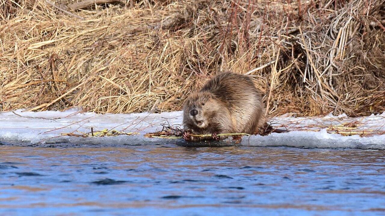 Wikimedia Commons North American beaver 1
