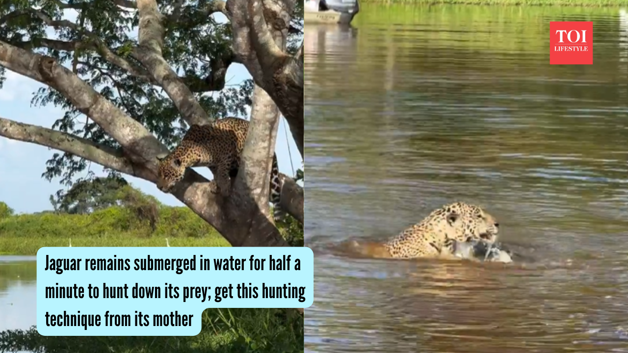 Jaguar remains submerged in water for half a minute to hunt down its prey; get this hunting technique from its mother