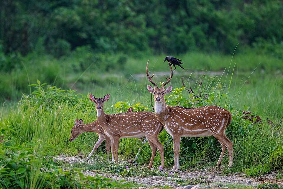 Spotted_Deer_(Axis_axis)
