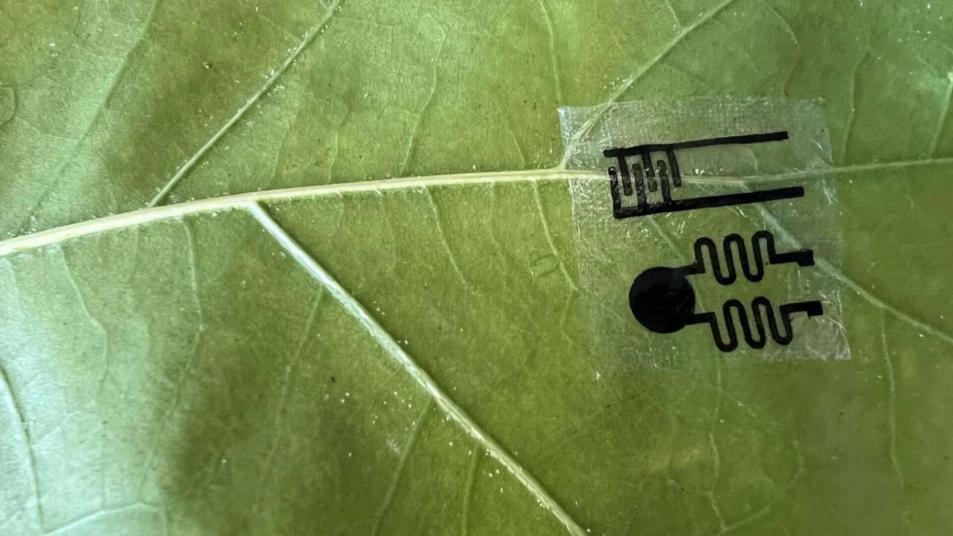 Scientists create smartwatch-like plant wearables that let farmers monitor crops in real time, detecting drought, disease and nutrient problems days before plants show visible signs of stress