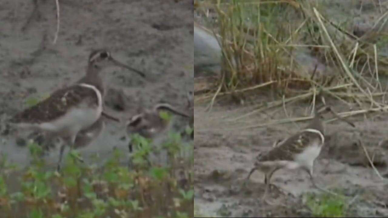 Rare bird spotted in Corbett Tiger Reserve; Conservationists hail it as positive sign