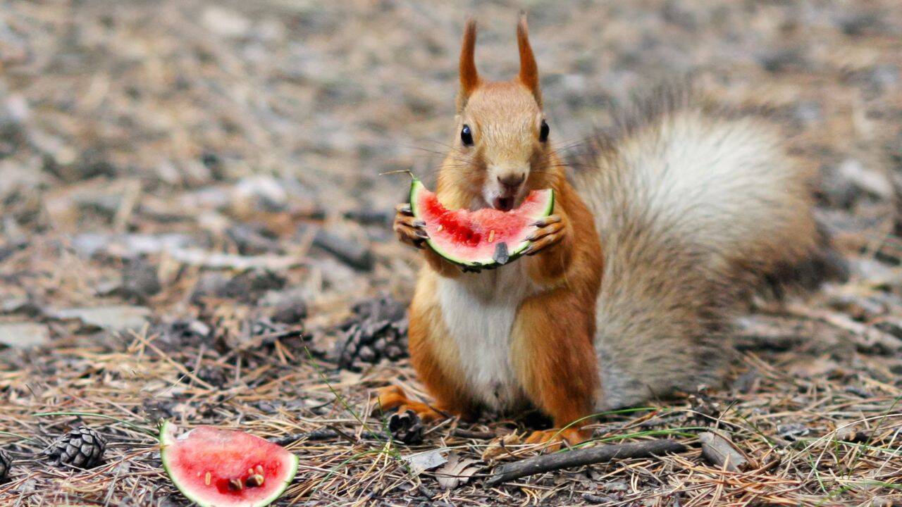How long do squirrels live?
