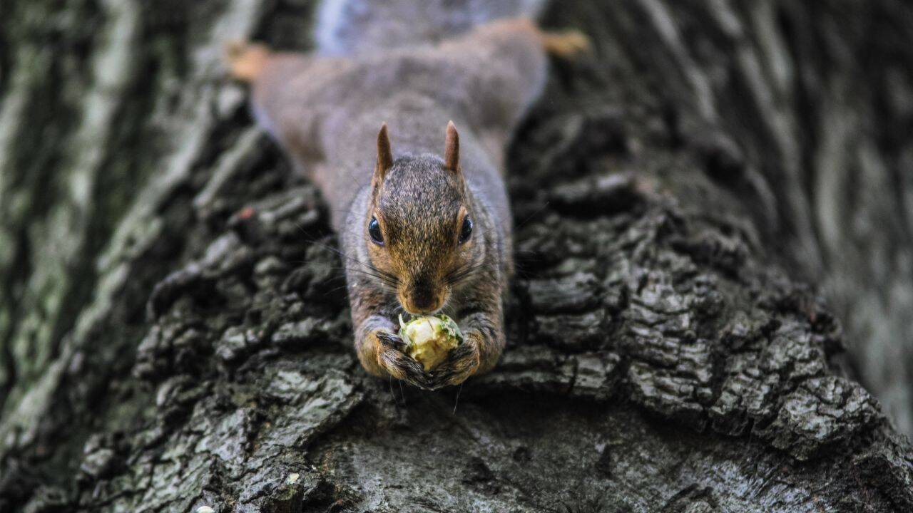 Squirrels are some of the commonest animals
