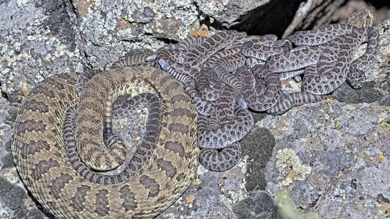 The Deadliest Strike and the Persistence of the Baby Rattlesnake Myth