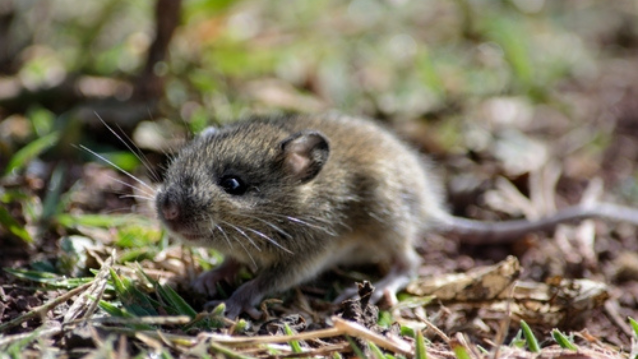 Genus Andinomys | iNaturalist Genus Andinomys
