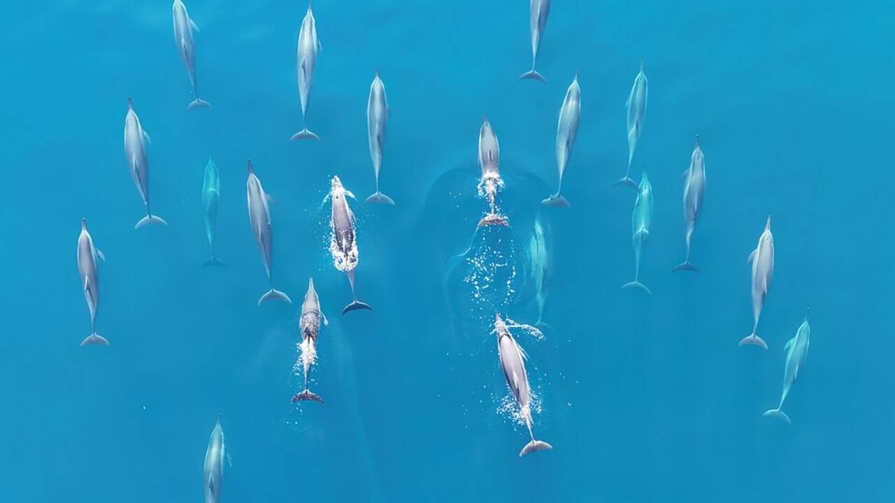 Spinner dolphins 1