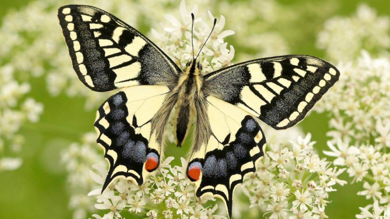 It has bright yellow wings and looks familiar, but this rare British butterfly is unlike any other, DNA reveals