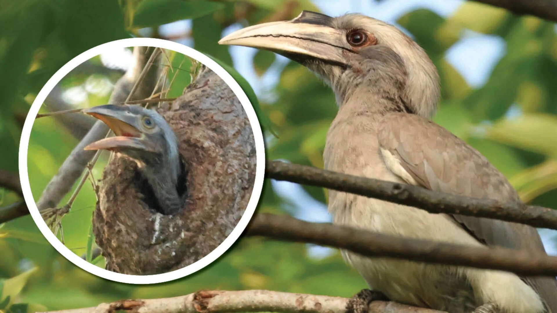Grey hornbill mom with the chick named Tiger by Delhi birders