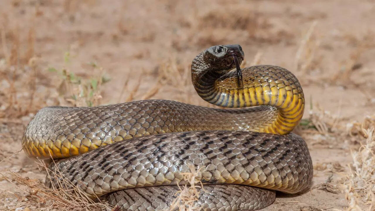 Class XI student critical after snakebite at Hisar school hostel