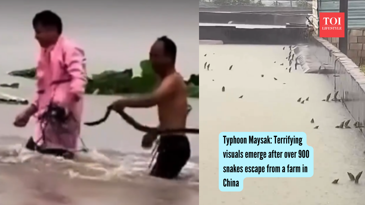 Typhoon Maysak Terrifying visuals emerge after over 900 snakes escape from a farm in China