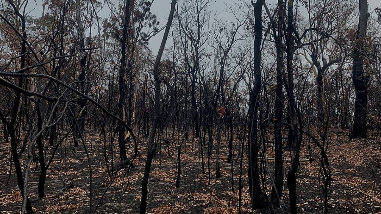 forest fire