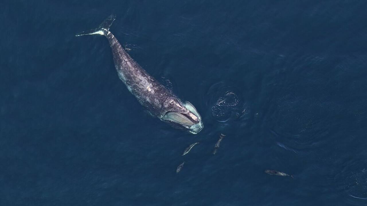 Right whale