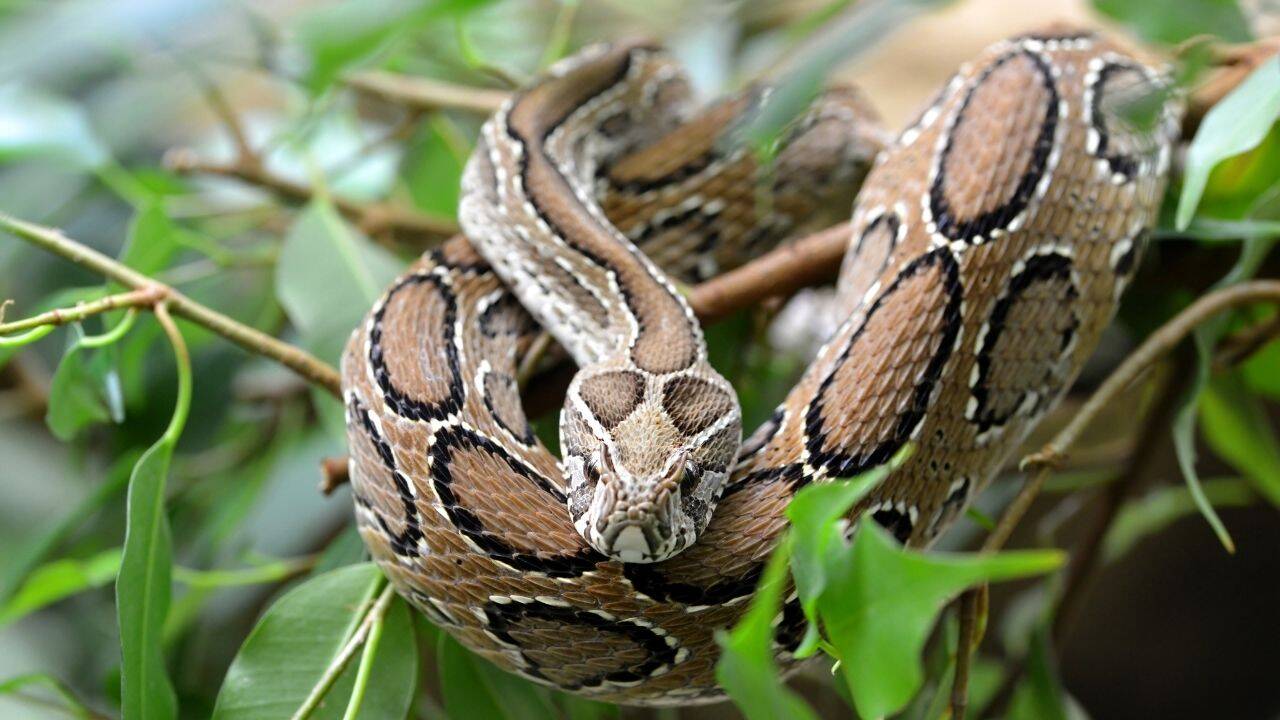 Russell’s viper