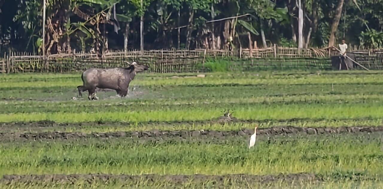 Forest staff fire in air to drive away the wild buffalo 7063c857-a935-4b11-9863-68313f864b5b_The_wild_buffalo.jpeg