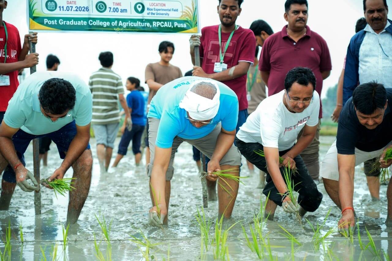 Rajendra Prasad Central Agricultural University vice-chancellor P S Pandey sows paddy aa50d7f8-3e73-4aa6-8002-53b59618f45f_The_VC_and_other_faculty_members_of_RPCAU_engaged_in_paddy_transplant_at_agricultural_farm_on_Saturday.JPG
