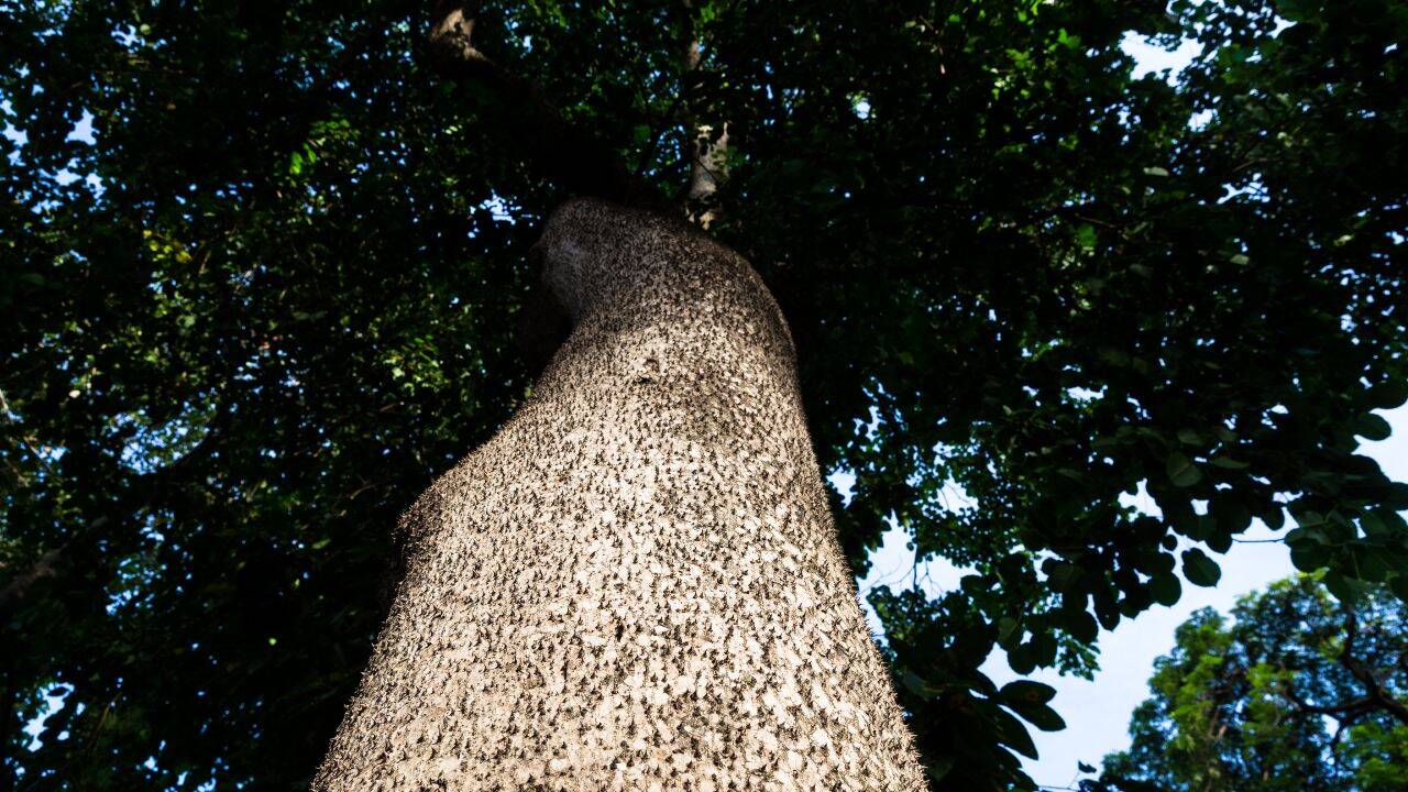 Sandbox tree