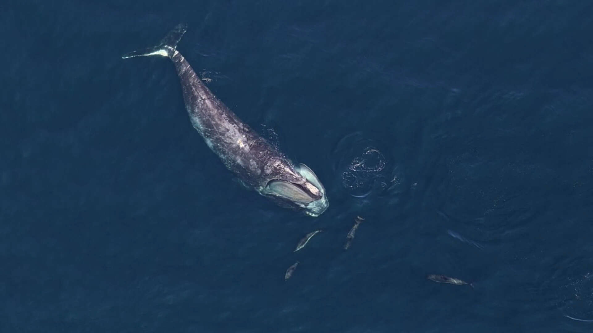 Wikimedia Commons Right whale