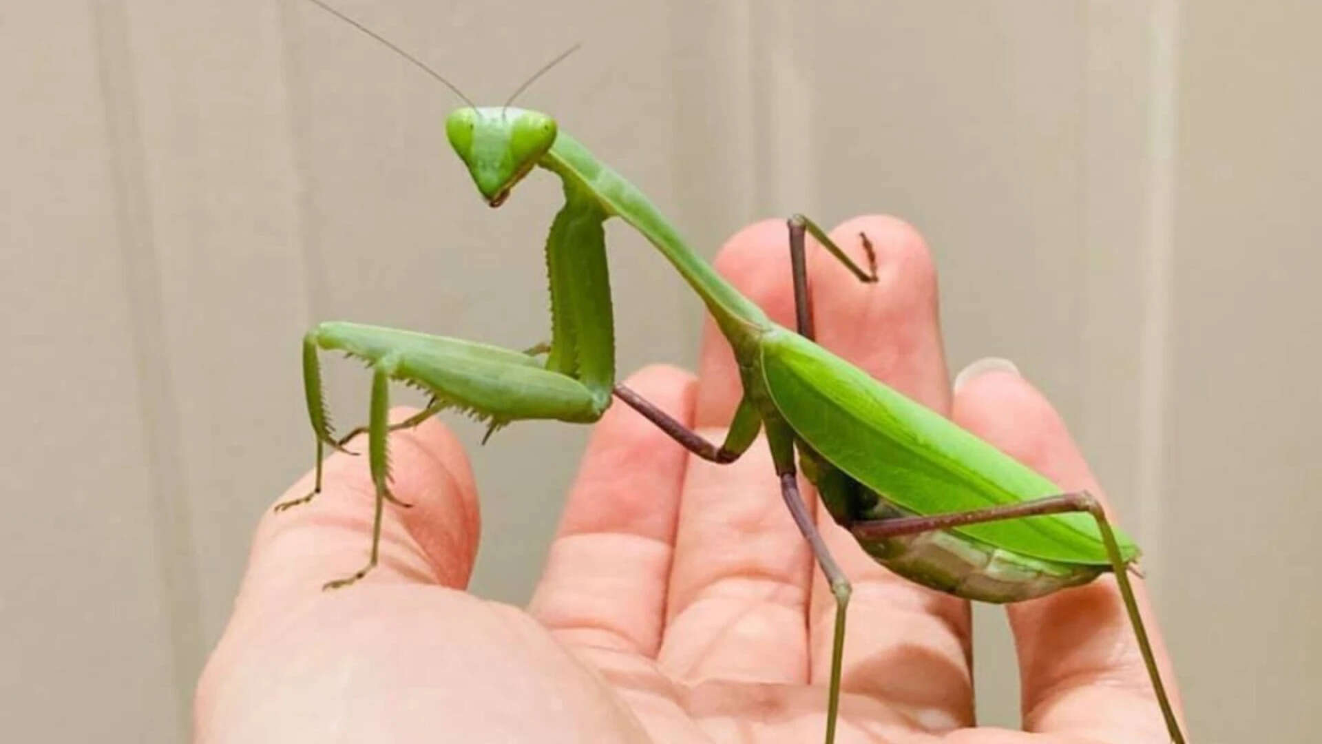 Two Asian praying mantises are spreading across Europe, and scientists warn they threaten wildlife
