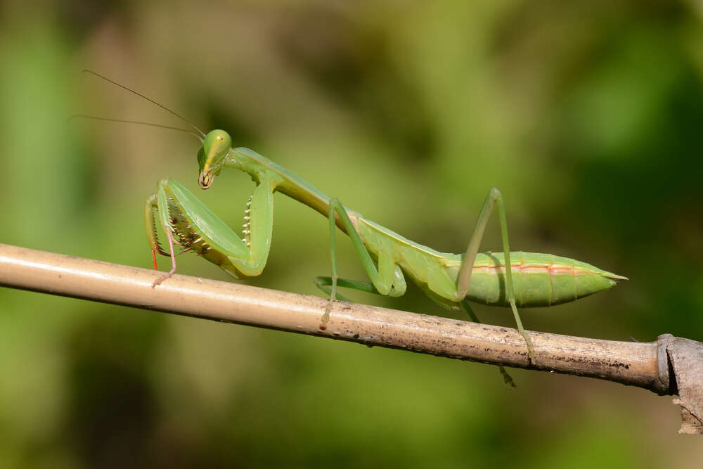 Hierodula-membranacea-giant-asian-mantis