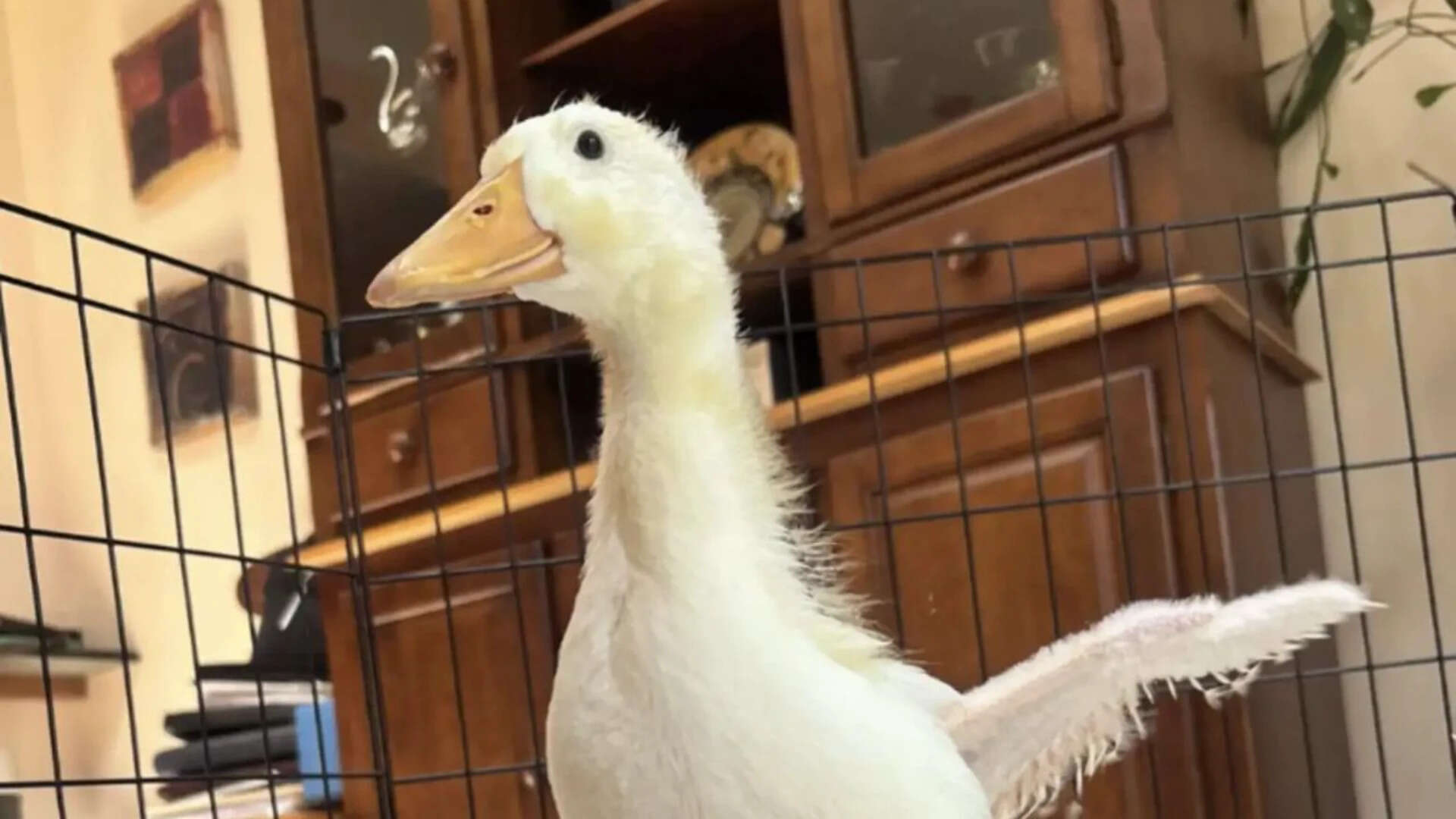 Meet Rudy, smart duckling who chased humans every day to get rescued