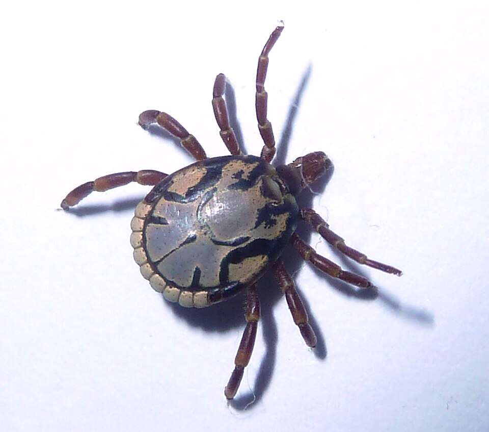 Amblyomma_hebraeum,_Steenbokpan,_b