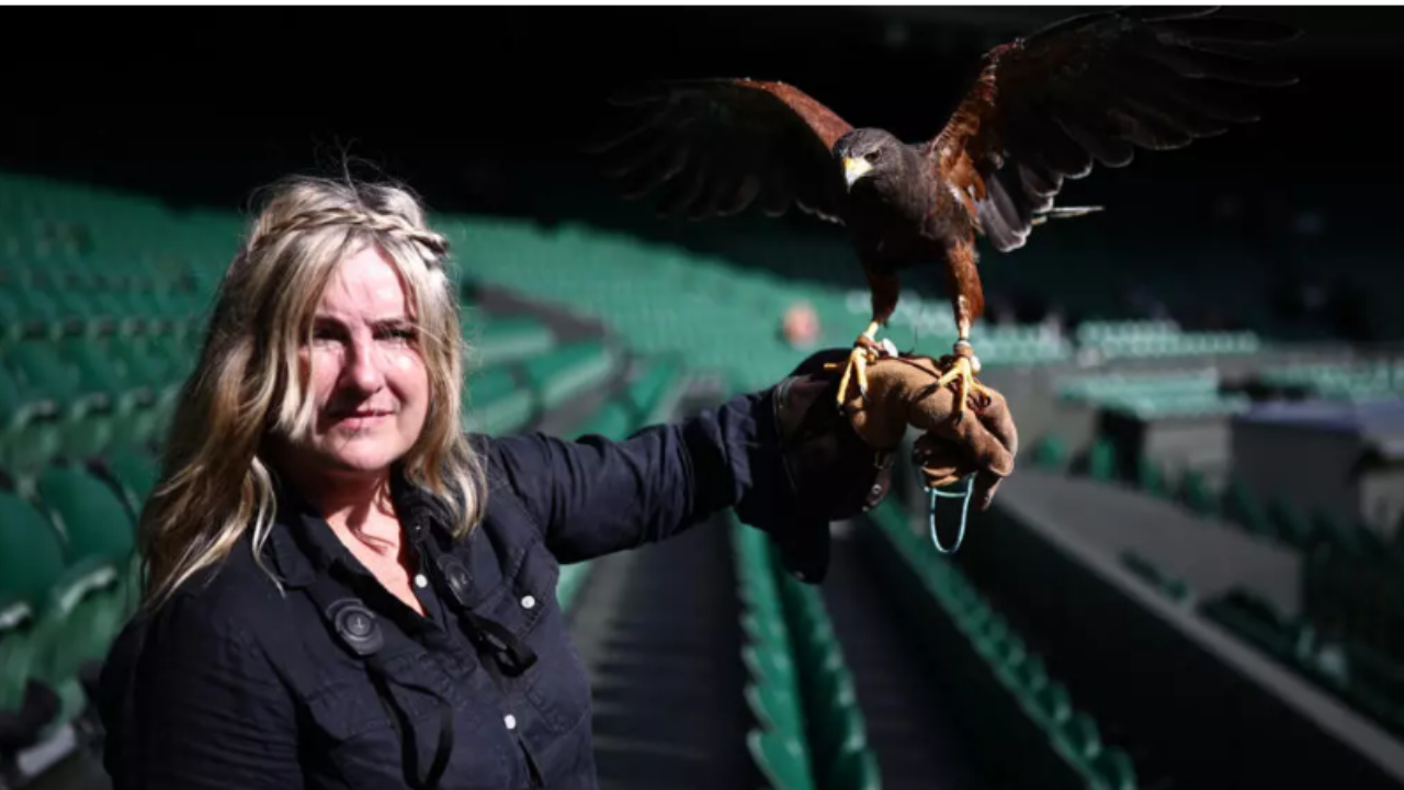 Rufus chases away pigeons at the tournament, but doesn’t eat them, so any spectacle stays on the court