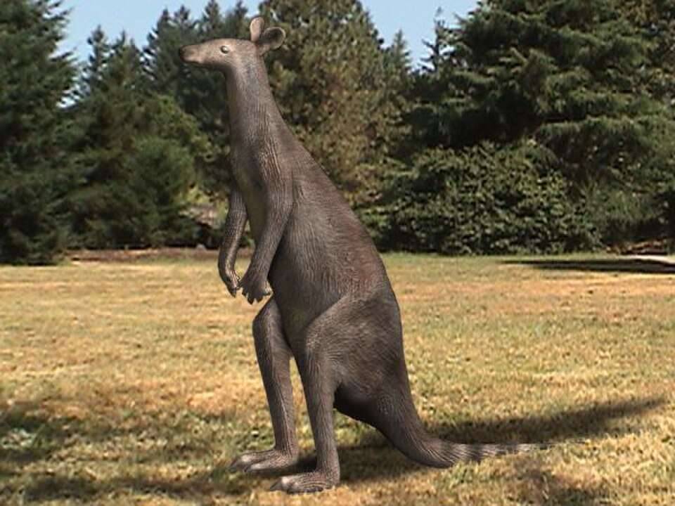 Protemnodon_anak