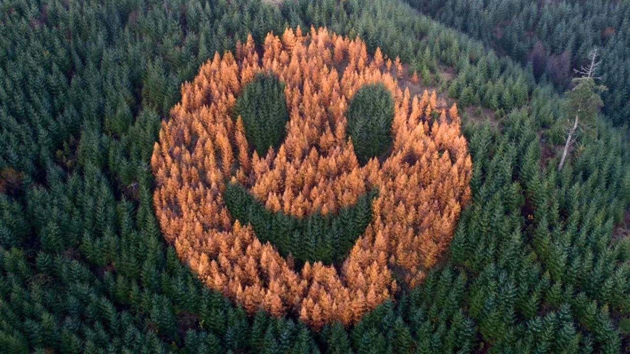 Every autumn, an ordinary Oregon forest suddenly starts smiling after foresters in 2011 planted western larch trees in a secret pattern among thousands of Douglas firs