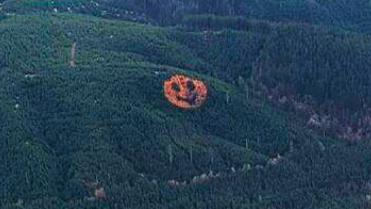Every autumn, an ordinary Oregon forest suddenly starts smiling after foresters in 2011 planted western larch trees in a secret pattern among thousands of Douglas firs