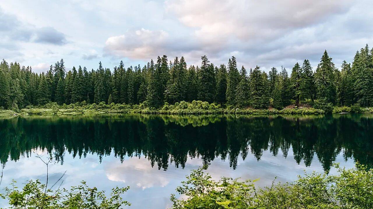 5 lakes with underwater forests: From Clear Lake to Caddo Lake
