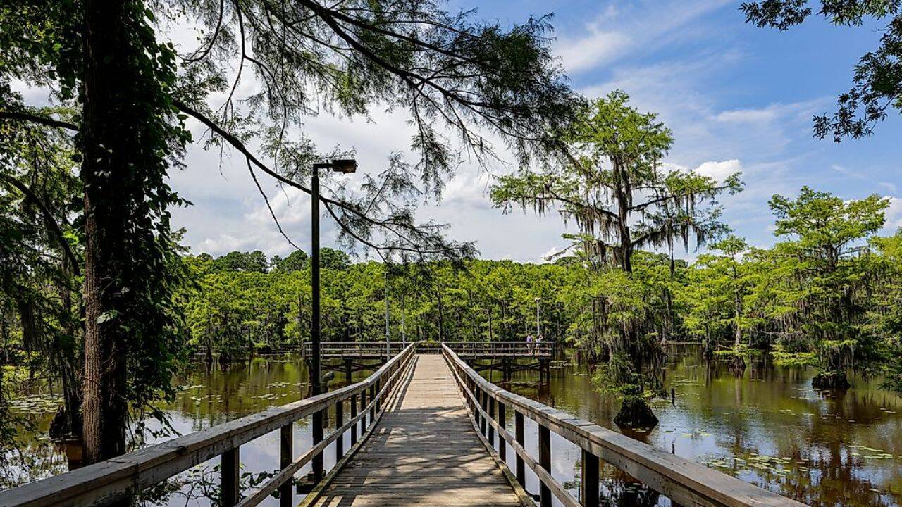 5 lakes with underwater forests: From Clear Lake to Caddo Lake