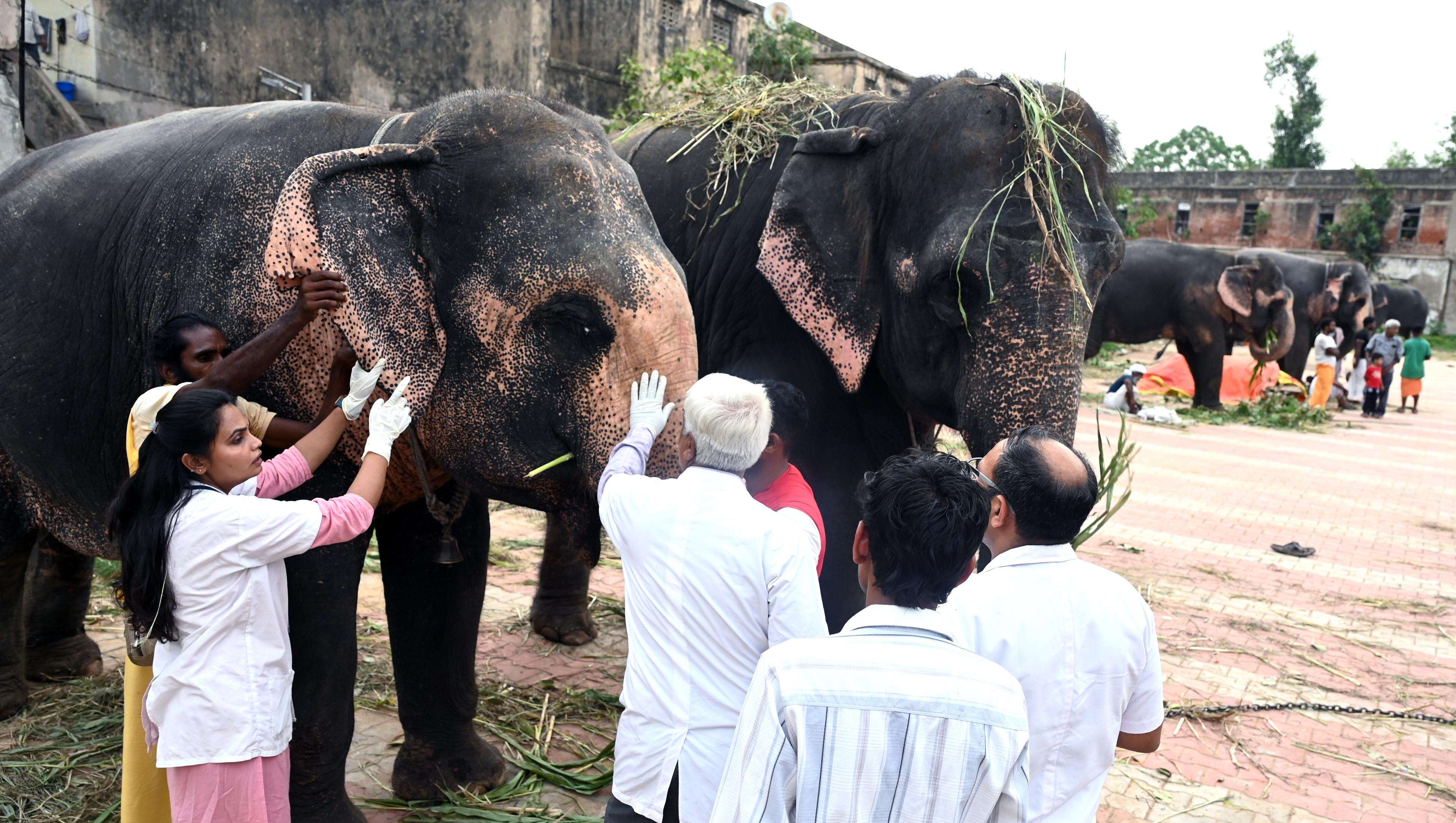 Elephant_Medical_Testing_02.jpg