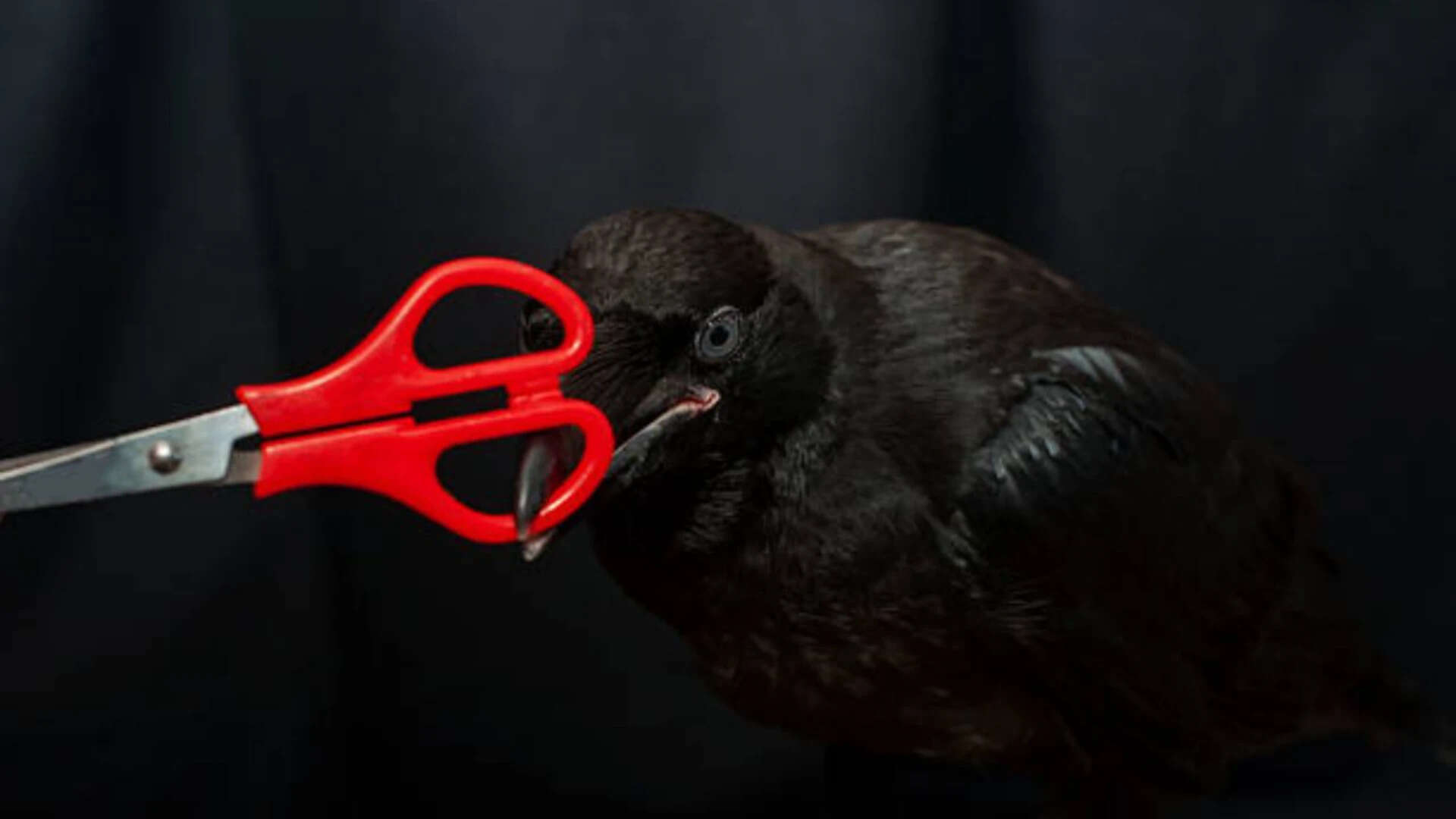 How do crows show their grudges?