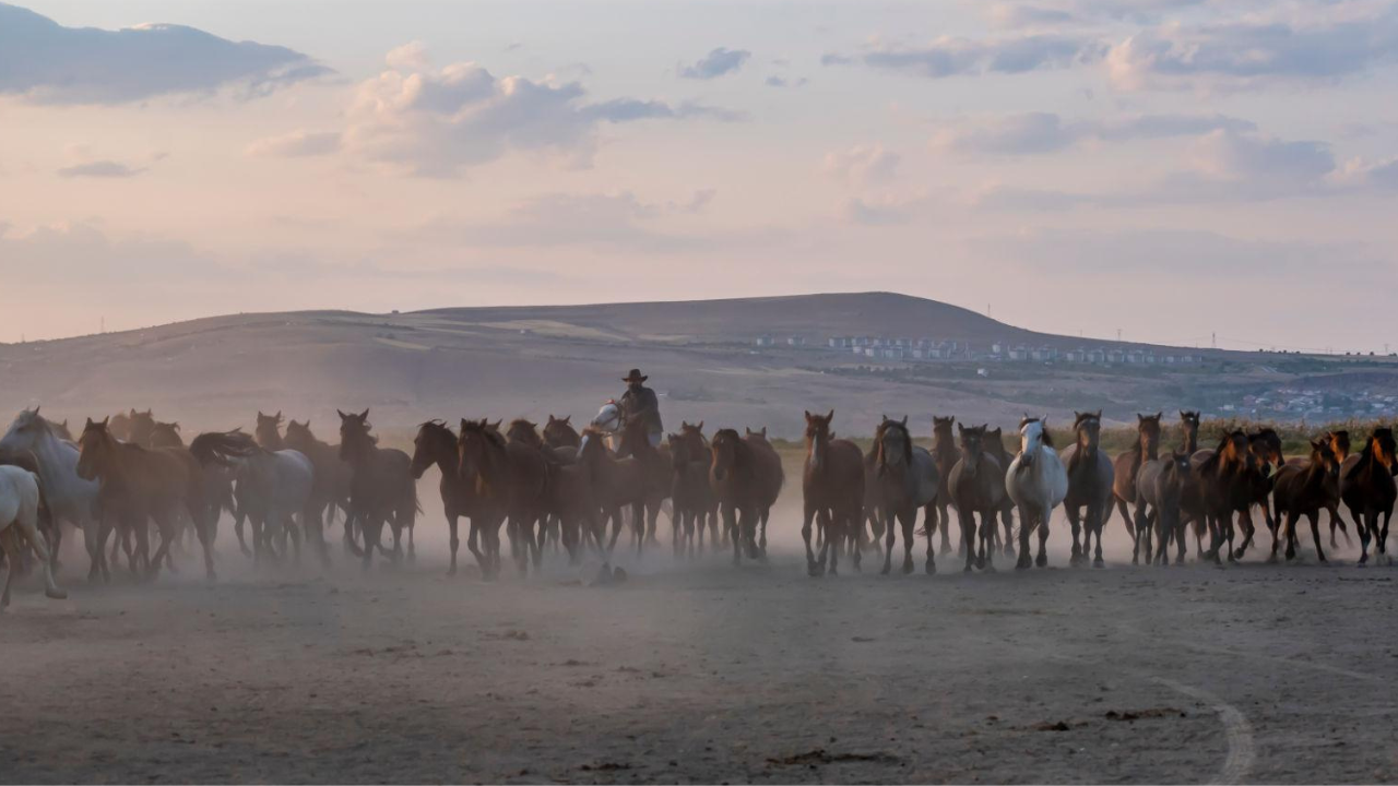 Turkey's Cappadocia region was home to free-roaming horses, then local cowboys began gathering them for guided photo tours, turning the iconic herds into a tourism attraction that's helping preserve them