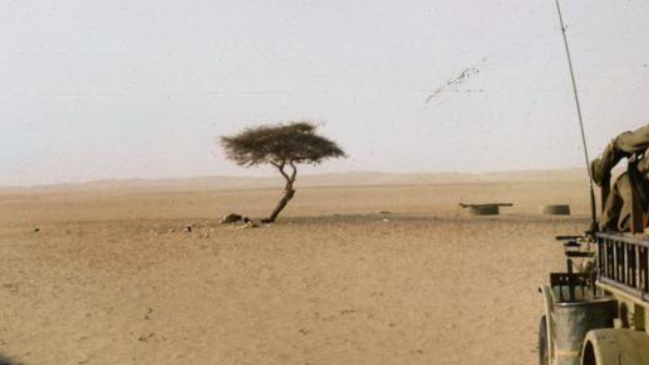 The world’s loneliest tree had no other tree within 400 km across the Sahara Desert and roots over 30 metres deep to reach hidden groundwater, then one drunk truck driver knocked it down after 300 years of survival