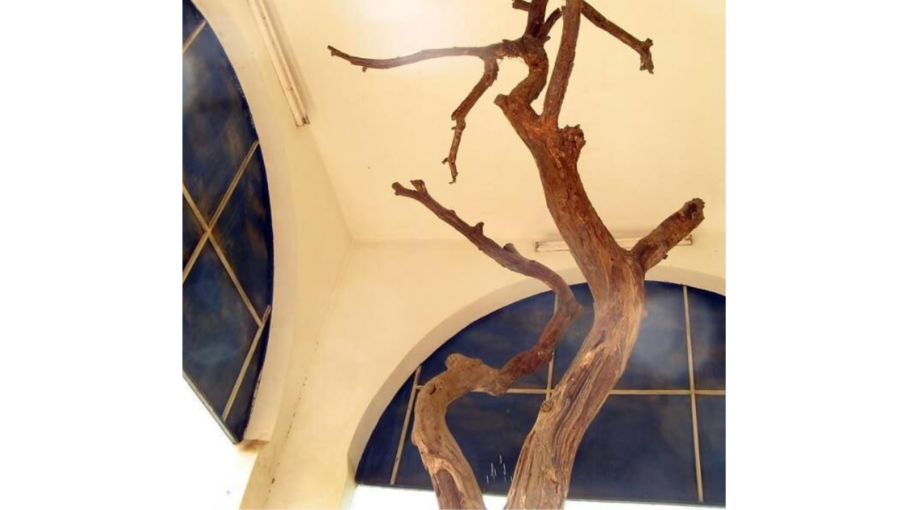 Preserved remains of a ténère tree in the National Museum of Niger.