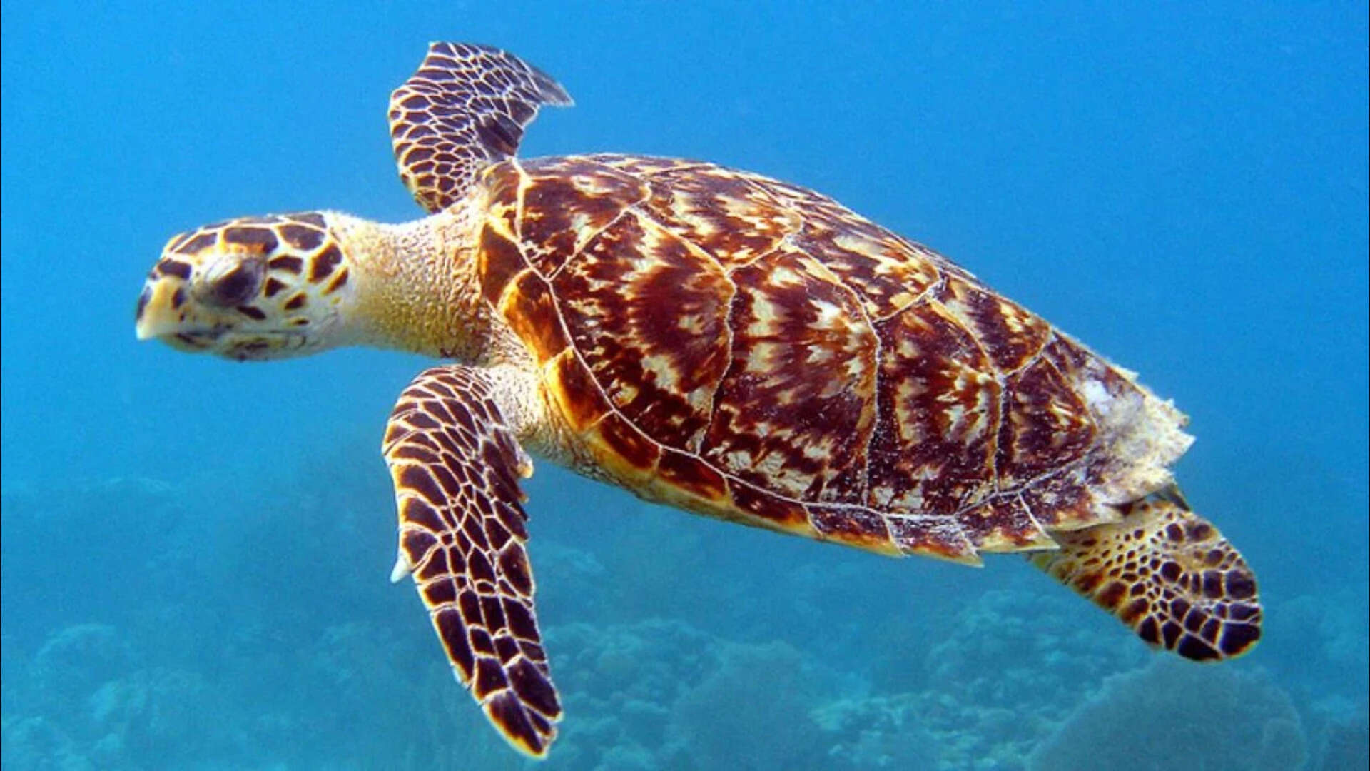 Florida man tries to sell ‘rare turtle shell’ on Facebook