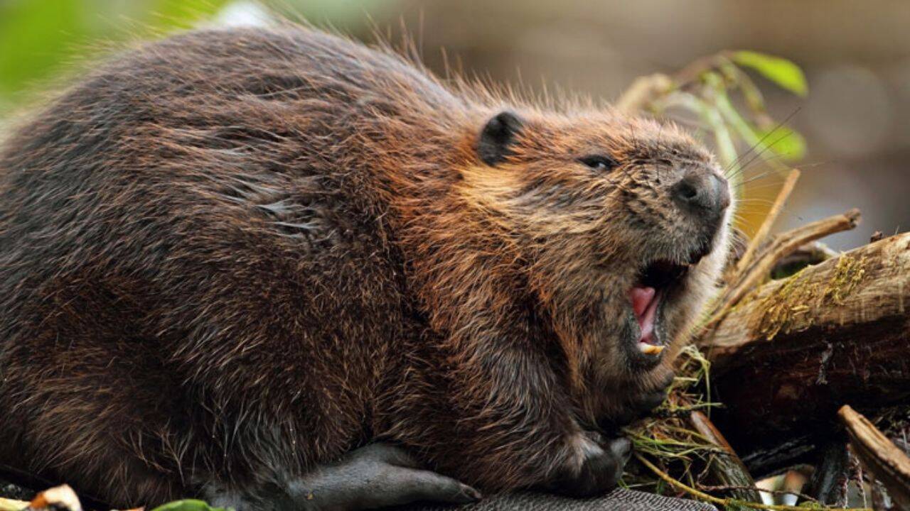 After 400 years, beavers return to restore Britain’s wetlands
