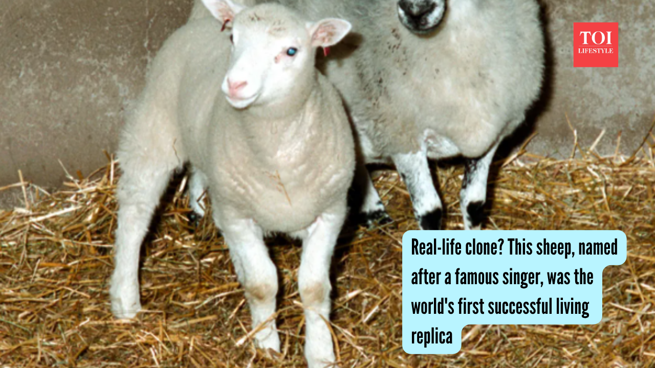Real-life clone? This sheep, named after a famous singer, was the world's first successful living replica